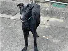 混種犬
