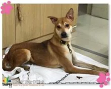 混種犬