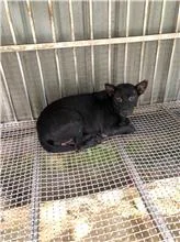 混種犬