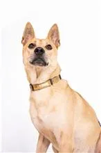 混種犬