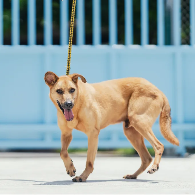 混種犬