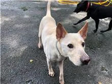 混種犬