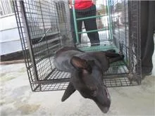 混種犬