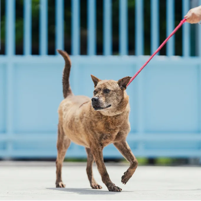 混種犬