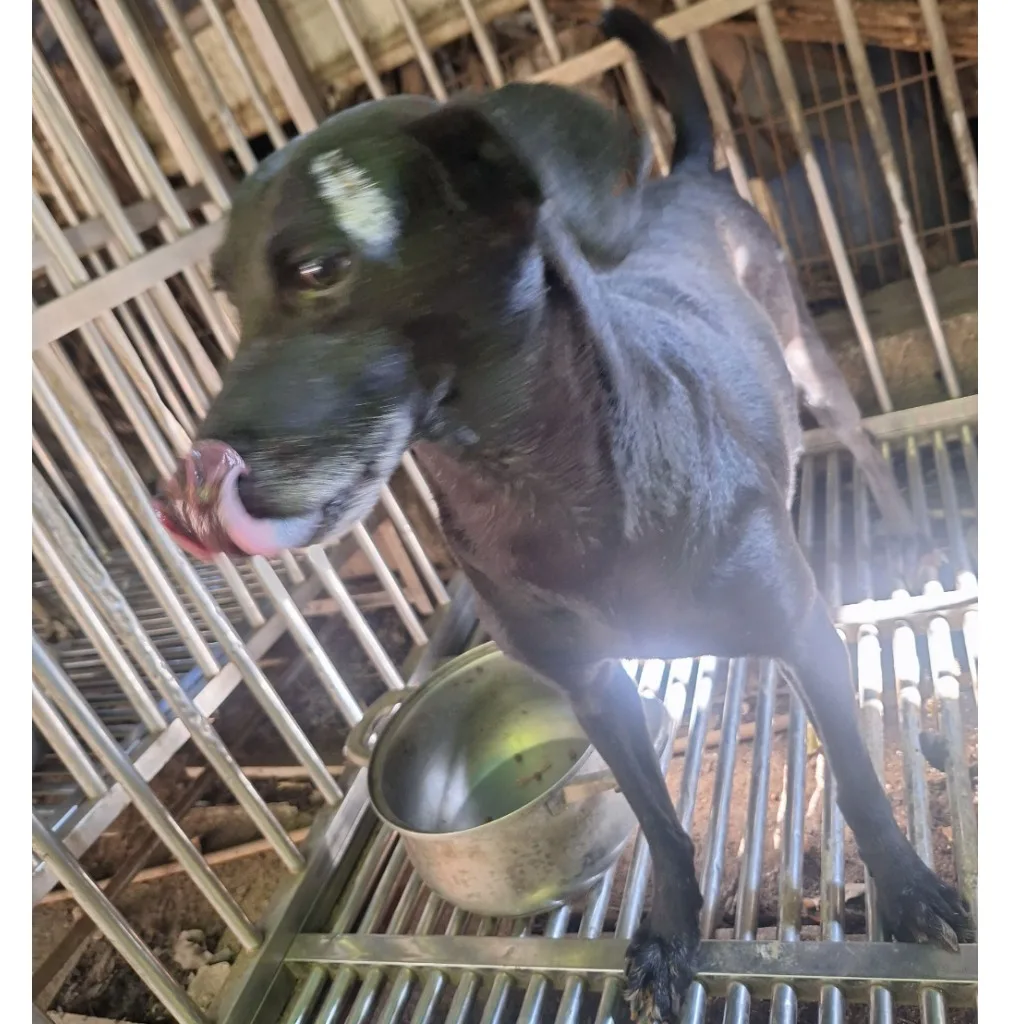 混種犬