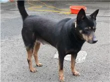 混種犬