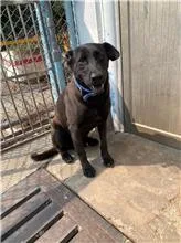混種犬