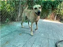 混種犬