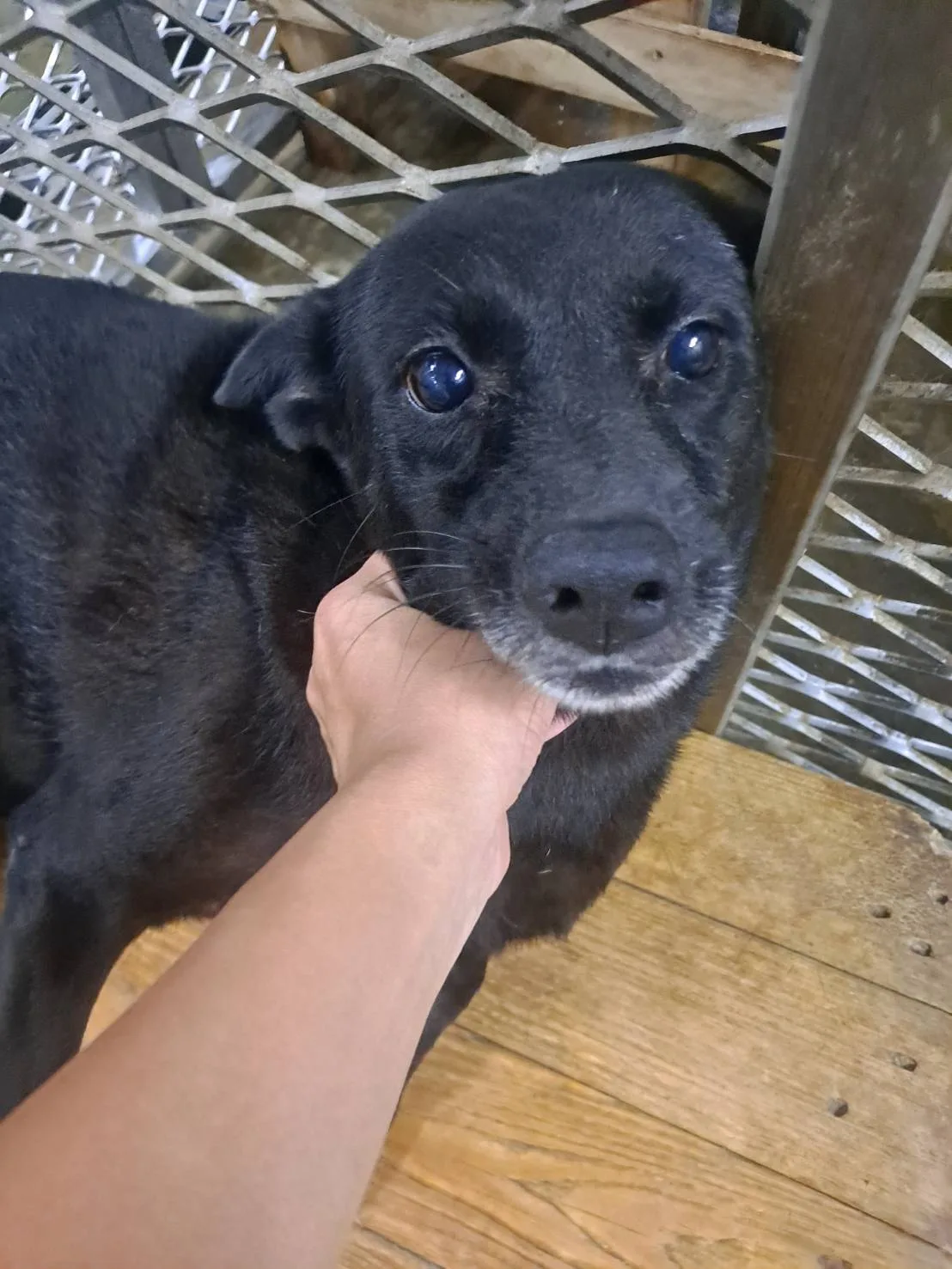 混種犬