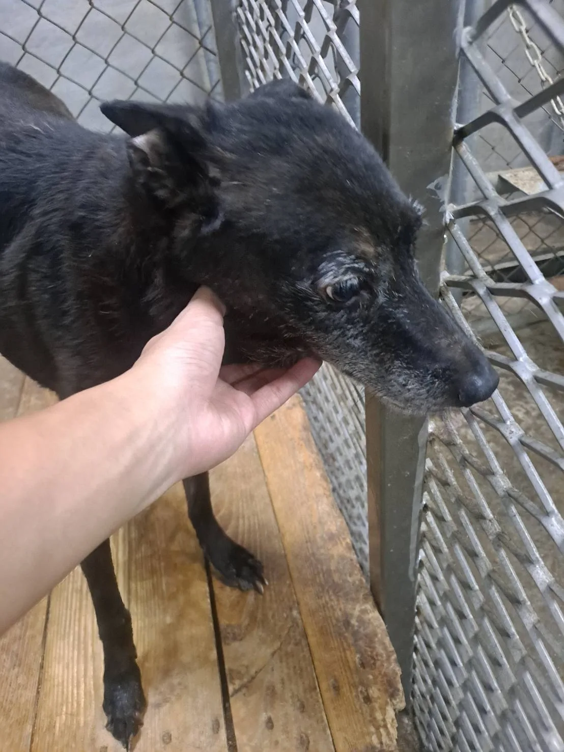混種犬