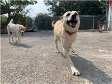 混種犬