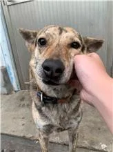 混種犬