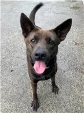 混種犬