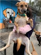 混種犬