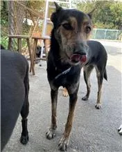 混種犬
