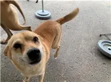 混種犬