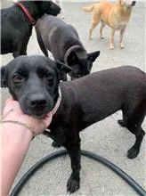 混種犬