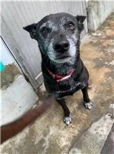混種犬