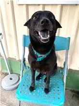 混種犬