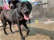 混種犬