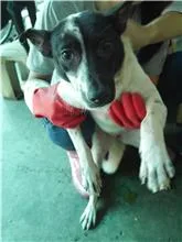 混種犬