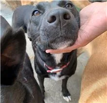 混種犬