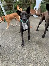 混種犬