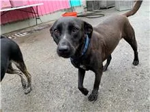 混種犬