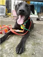 混種犬