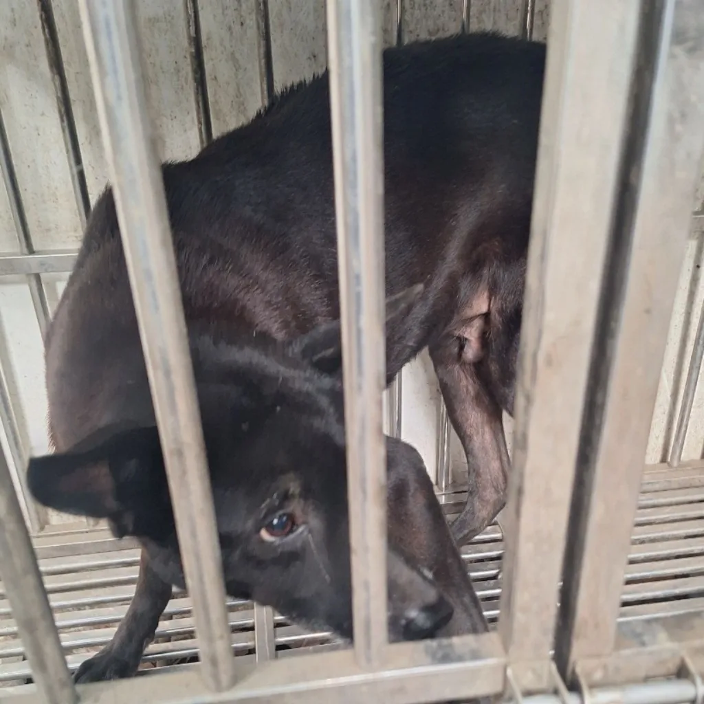 混種犬