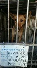 混種犬
