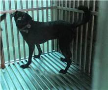混種犬
