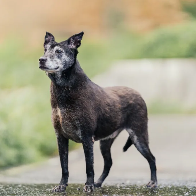 混種犬