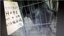 混種犬