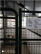 混種犬