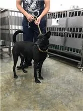混種犬