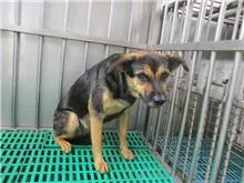混種犬