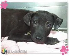 混種犬