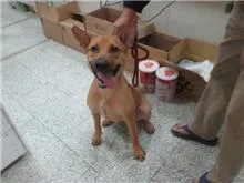 混種犬