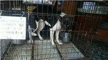 混種犬