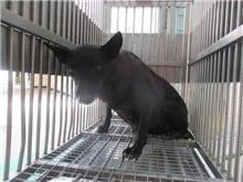 混種犬