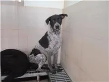 混種犬