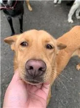 混種犬