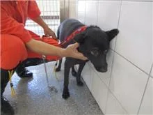 混種犬