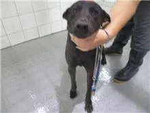 混種犬