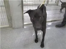 混種犬