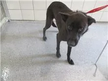 混種犬
