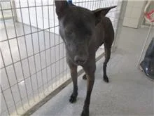 混種犬
