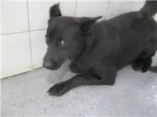 混種犬