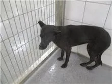 混種犬